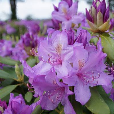 Rhododendron Catawbiense Boursault_01